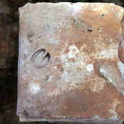 Wild boar imprint on tile from the villa amnsio Turrita (Collesalvetti)