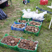 Fragments found during excavations in 2016