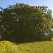 Tumulus de Tonn à Flaxweiler